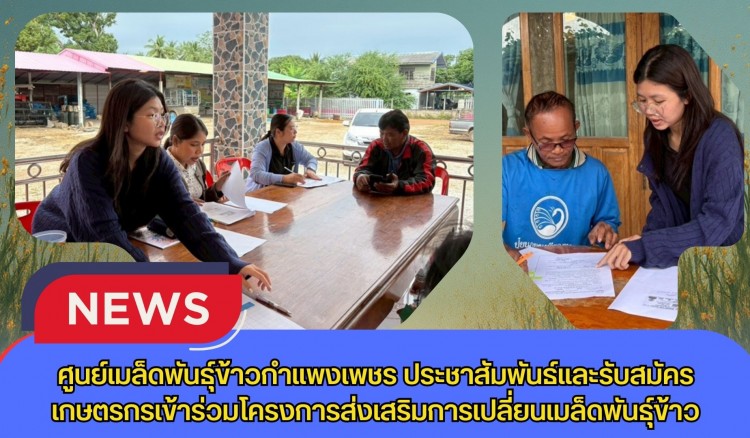 กำแพงเพชร-ศูนย์เมล็ดพันธุ์ข้าวกำแพงเพชร ประชาสัมพันธ์และรับสมัครเกษตรกรเข้าร่วมโครงการส่งเสริมการเปลี่ยนเมล็ดพันธุ์ข้าว