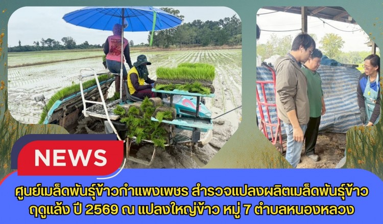 กำแพงเพชร-ศูนย์เมล็ดพันธุ์ข้าวกำแพงเพชร สำรวจแปลงผลิตเมล็ดพันธุ์ข้าวฤดูแล้ง ปี 2569 ณ แปลงใหญ่ข้าว หมู่ 7 ตำบลหนองหลวง