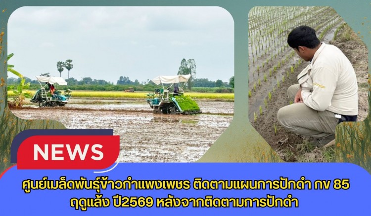 กำแพงเพชร-ศูนย์เมล็ดพันธุ์ข้าวกำแพงเพชร ติดตามแผนการปักดำ กข 85 ฤดูแล้ง ปี2569 หลังจากติดตามการปักดำ
