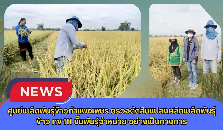 กำแพงเพชร-ศูนย์เมล็ดพันธุ์ข้าวกำแพงเพชร ตรวจตัดสินแปลงผลิตเมล็ดพันธุ์ข้าว กข 111 ชั้นพันธุ์จำหน่าย อย่างเป็นทางการ