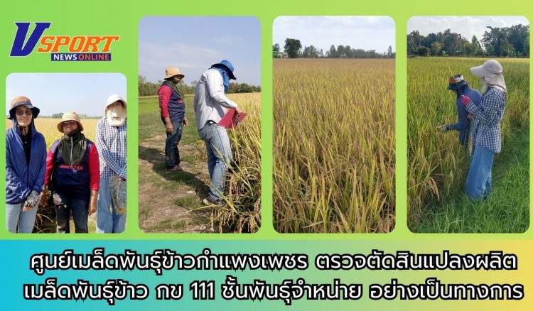 กำแพงเพชร-ศูนย์เมล็ดพันธุ์ข้าวกำแพงเพชร ตรวจตัดสินแปลงผลิตเมล็ดพันธุ์ข้าว กข 111 ชั้นพันธุ์จำหน่าย อย่างเป็นทางการ