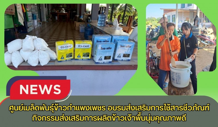 กำแพงเพชร-ศูนย์เมล็ดพันธุ์ข้าวกำแพงเพชร อบรมส่งเสริมการใช้สารชีวภัณฑ์ กิจกรรมส่งเสริมการผลิตข้าวเจ้าพื้นนุ่มคุณภาพดี