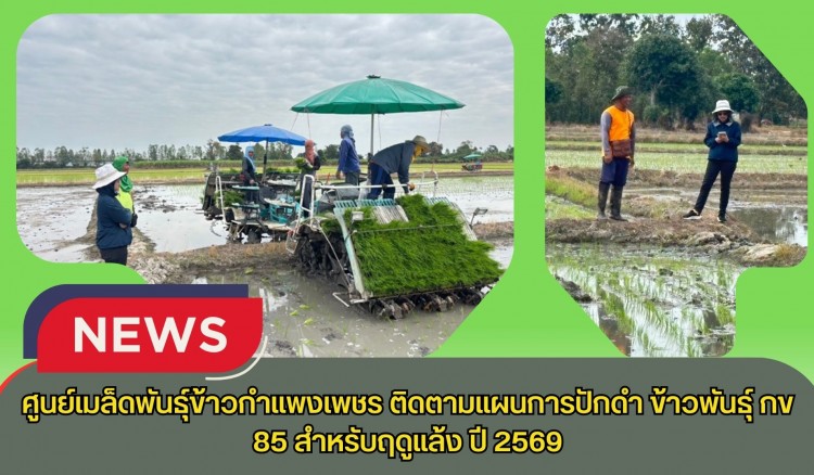 กำแพงเพชร-ศูนย์เมล็ดพันธุ์ข้าวกำแพงเพชร ติดตามแผนการปักดำ ข้าวพันธุ์ กข 85 สำหรับฤดูแล้ง ปี 2569