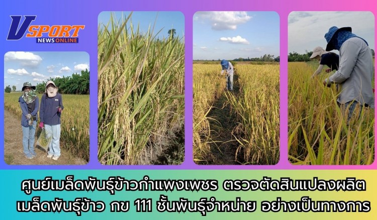 กำแพงเพชร-ศูนย์เมล็ดพันธุ์ข้าวกำแพงเพชร ตรวจตัดสินแปลงผลิตเมล็ดพันธุ์ข้าว กข 111 ชั้นพันธุ์จำหน่าย อย่างเป็นทางการ