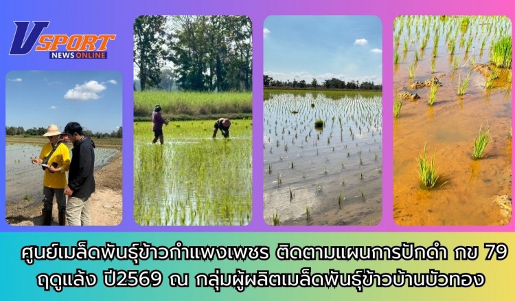 กำแพงเพชร-ศูนย์เมล็ดพันธุ์ข้าวกำแพงเพชร ติดตามแผนการปักดำ กข79 ฤดูแล้ง ปี2569 ณ กลุ่มผู้ผลิตเมล็ดพันธุ์ข้าวบ้านบัวทอง