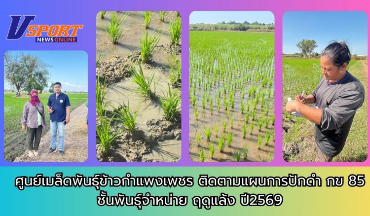 กำแพงเพชร-ศูนย์เมล็ดพันธุ์ข้าวกำแพงเพชร ติดตามแผนการปักดำ กข 85 ชั้นพันธุ์จำหน่าย ฤดูแล้ง ปี2569