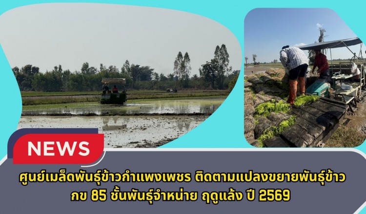กำแพงเพชร-ศูนย์เมล็ดพันธุ์ข้าวกำแพงเพชร ติดตามแปลงขยายพันธุ์ข้าว กข 85 ชั้นพันธุ์จำหน่าย ฤดูแล้ง ปี 2569