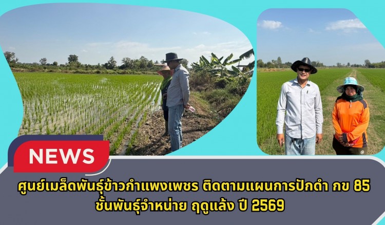 กำแพงเพชร-ศูนย์เมล็ดพันธุ์ข้าวกำแพงเพชร ติดตามแผนการปักดำ กข 85 ชั้นพันธุ์จำหน่าย ฤดูแล้ง ปี2569