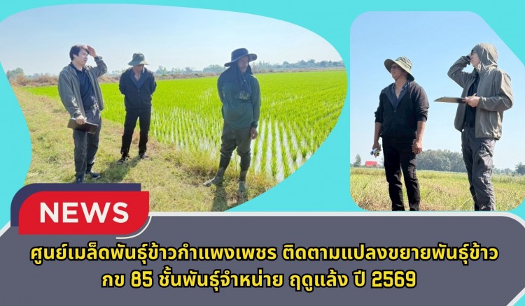 กำแพงเพชร-ศูนย์เมล็ดพันธุ์ข้าวกำแพงเพชร ติดตามแปลงขยายพันธุ์ข้าว กข 85 ชั้นพันธุ์จำหน่าย ฤดูแล้ง ปี 2569