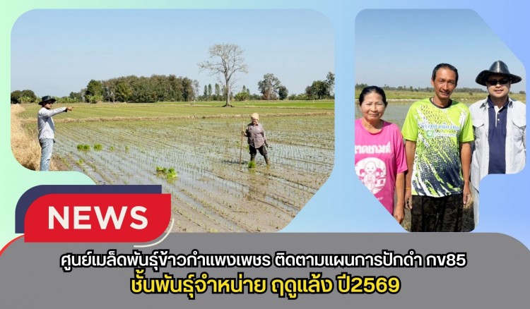 กำแพงเพชร-ศูนย์เมล็ดพันธุ์ข้าวกำแพงเพชร ติดตามแผนการปักดำ กข85 ชั้นพันธุ์จำหน่าย ฤดูแล้ง ปี2569