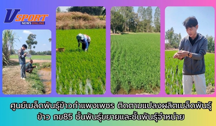 กำแพงเพชร-ศูนย์เมล็ดพันธุ์ข้าวกำแพงเพชร ติดตามแปลงผลิตเมล็ดพันธุ์ข้าว กข85 ชั้นพันธุ์ขยายและชั้นพันธุ์จำหน่าย