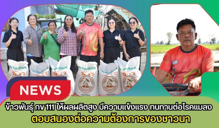 กำแพงเพชร-ข้าวพันธุ์ กข 111ให้ผลผลิตสูง มีความแข็งแรง และทนทานต่อโรคแมลง ตอบสนองต่อความต้องการของชาวนาที่อยากได้ข้าวที่ให้ผลผลิตสูง