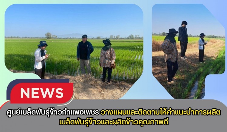 กำแพงเพชร-ศูนย์เมล็ดพันธุ์ข้าวกำแพงเพชร วางแผนและติดตามให้คำแนะนำการผลิตเมล็ดพันธุ์ข้าวและผลิตข้าวคุณภาพดี