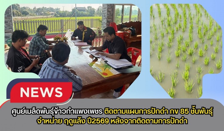 กำแพงเพชร-ศูนย์เมล็ดพันธุ์ข้าวกำแพงเพชร ติดตามแผนการปักดำ กข 85 ชั้นพันธุ์จำหน่าย ฤดูแล้ง ปี2569 หลังจากติดตามการปักดำ