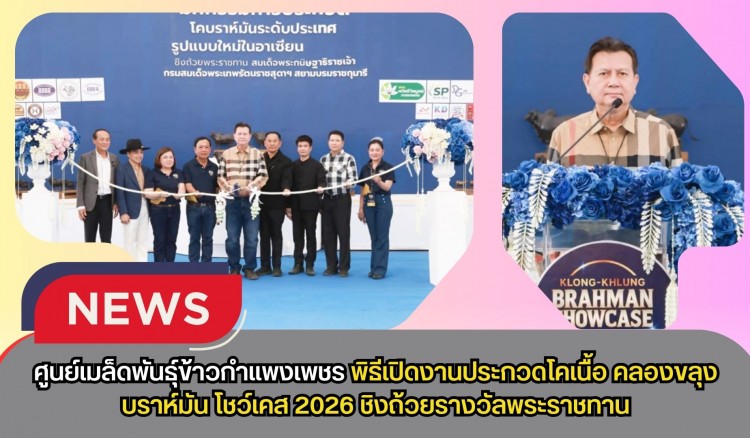 กำแพงเพชร-ศูนย์เมล็ดพันธุ์ข้าวกำแพงเพชร พิธีเปิดงานประกวดโคเนื้อ คลองขลุง บราห์มัน โชว์เคส 2026 ชิงถ้วยรางวัลพระราชทาน