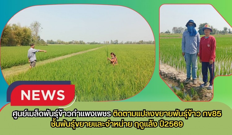 กำแพงเพชร-ศูนย์เมล็ดพันธุ์ข้าวกำแพงเพชร ติดตามแปลงขยายพันธุ์ข้าว กข85 ชั้นพันธุ์ขยายและจำหน่าย ฤดูแล้ง ปี2569