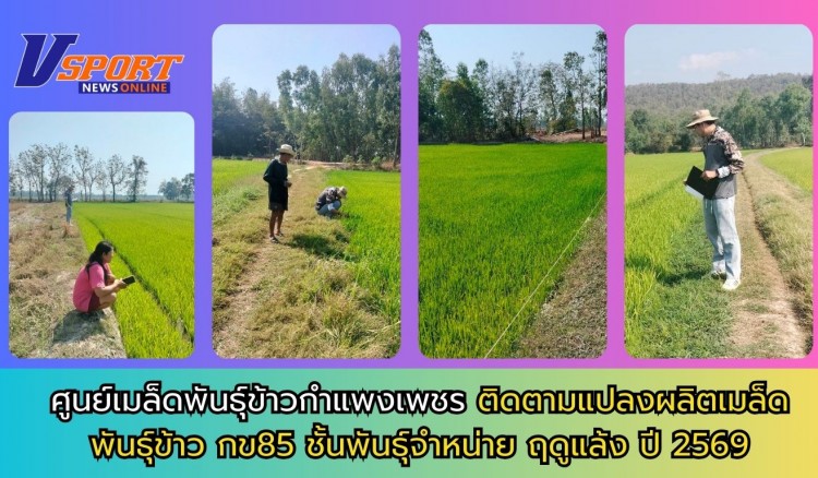 กำแพงเพชร-ศูนย์เมล็ดพันธุ์ข้าวกำแพงเพชร ติดตามแปลงผลิตเมล็ดพันธุ์ข้าว กข85 ชั้นพันธุ์จำหน่าย ฤดูแล้ง ปี 2569