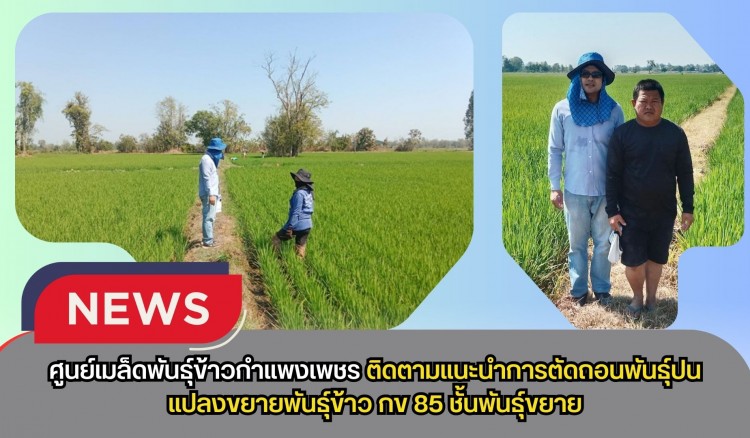กำแพงเพชร-ศูนย์เมล็ดพันธุ์ข้าวกำแพงเพชร ติดตามแนะนำการตัดถอนพันธุ์ปนแปลงขยายพันธุ์ข้าว กข 85 ชั้นพันธุ์ขยาย