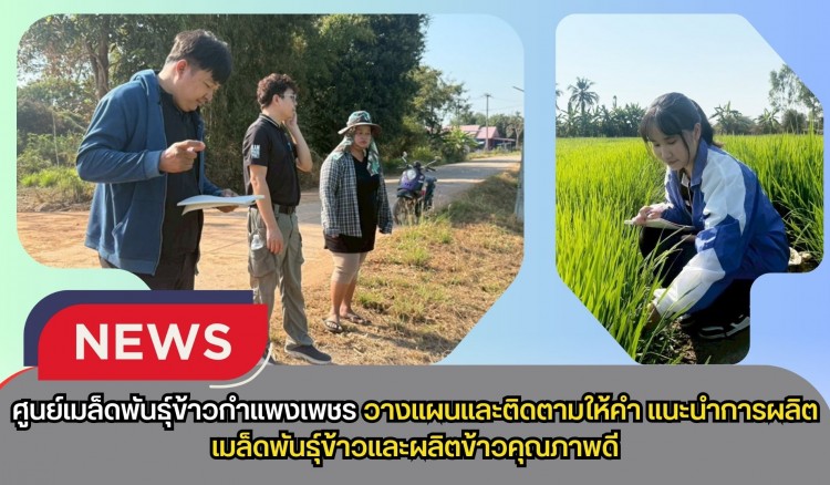 กำแพงเพชร-ศูนย์เมล็ดพันธุ์ข้าวกำแพงเพชร วางแผนและติดตามให้คำแนะนำ การผลิตเมล็ดพันธุ์ข้าวและผลิตข้าวคุณภาพดี