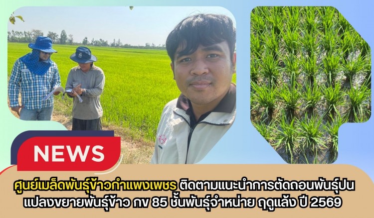 กำแพงเพชร-ศูนย์เมล็ดพันธุ์ข้าวกำแพงเพชร ติดตามแนะนำการตัดถอนพันธุ์ปนแปลงขยายพันธุ์ข้าว กข 85 ชั้นพันธุ์จำหน่าย