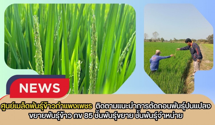 กำแพงเพชร-ศูนย์เมล็ดพันธุ์ข้าวกำแพงเพชร ติดตามแนะนำการตัดถอนพันธุ์ปนแปลงขยายพันธุ์ข้าว กข 85 ชั้นพันธุ์ขยาย ชั้นพันธุ์จำหน่าย