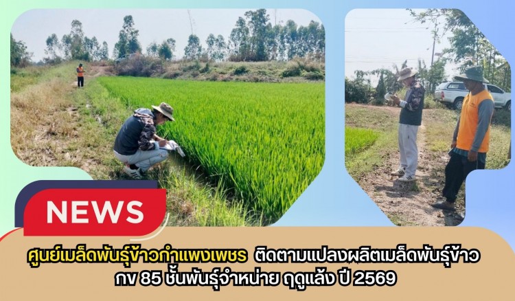 กำแพงเพชร-ศูนย์เมล็ดพันธุ์ข้าวกำแพงเพชร ติดตามแปลงผลิตเมล็ดพันธุ์ข้าว กข 85 ชั้นพันธุ์จำหน่าย ฤดูแล้ง ปี 2569