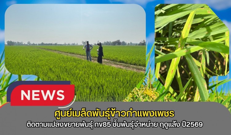 กำแพงเพชร-ศูนย์เมล็ดพันธุ์ข้าวกำแพงเพชร ติดตามแปลงขยายพันธุ์ กข85 ชั้นพันธุ์จำหน่าย ฤดูแล้ง ปี2569 หลังจากการติดตามแปลงพบว่าข้าวอยู่ในระยะตั้งท้อง