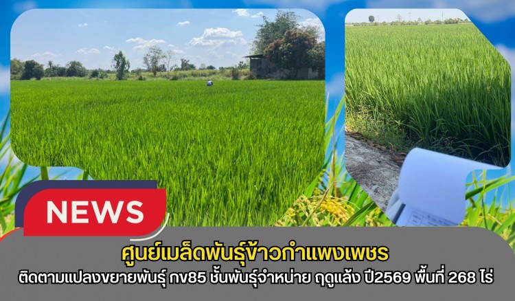 กำแพงเพชร-ศูนย์เมล็ดพันธุ์ข้าวกำแพงเพชร ติดตามแปลงขยายพันธุ์ กข85 ชั้นพันธุ์จำหน่าย ฤดูแล้ง ปี2569 พื้นที่ 268 ไร่ เกษตรกร 11 ราย