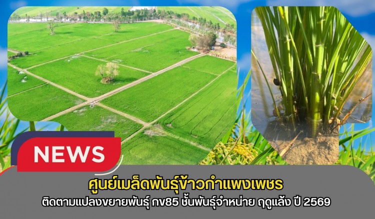 กำแพงเพชร-ศูนย์เมล็ดพันธุ์ข้าวกำแพงเพชร ติดตามแปลงขยายพันธุ์ กข85 ชั้นพันธุ์จำหน่าย ฤดูแล้ง ปี2569 หลังจากการติดตามแปลง พบว่าข้าวมีความสมบูรณ์ดี