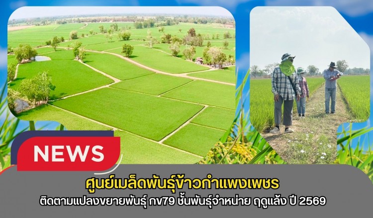 กำแพงเพชร-ศูนย์เมล็ดพันธุ์ข้าวกำแพงเพชร ติดตามแปลงขยายพันธุ์ กข79 ชั้นพันธุ์จำหน่าย ฤดูแล้ง ปี2569 หลังจากการติดตามแปลง พบว่าข้าวมีความสมบูรณ์ดี