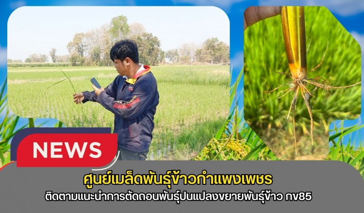 กำแพงเพชร-ศูนย์เมล็ดพันธุ์ข้าวกำแพงเพชร ติดตามแนะนำการตัดถอนพันธุ์ปนแปลงขยายพันธุ์ข้าว กข85 ชั้นพันธุ์ขยายชั้นพันธุ์จำหน่าย ฤดูแล้ง ปี2569
