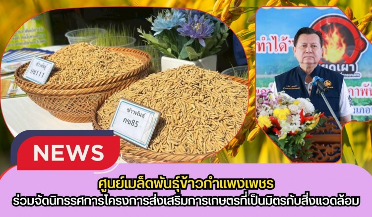 กำแพงเพชร-ศูนย์เมล็ดพันธุ์ข้าวกำแพงเพชร ดำเนินการติดตามให้คำแนะนำการผลิตเมล็ดพันธุ์ข้าวและผลิตข้าวคุณภาพดี