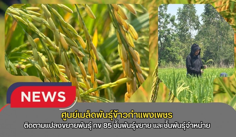 กำแพงเพชร-ศูนย์เมล็ดพันธุ์ข้าวกำแพงเพชร ติดตามแปลงขยายพันธุ์ กข 85 ชั้นพันธุ์ขยาย และชั้นพันธุ์จำหน่าย ฤดูแล้ง ปี2569
