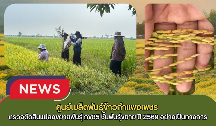 กำแพงเพชร-ศูนย์เมล็ดพันธุ์ข้าวกำแพงเพชร ตรวจตัดสินแปลงขยายพันธุ์ กข85 ชั้นพันธุ์ขยาย ปี 2569 อย่างเป็นทางการ