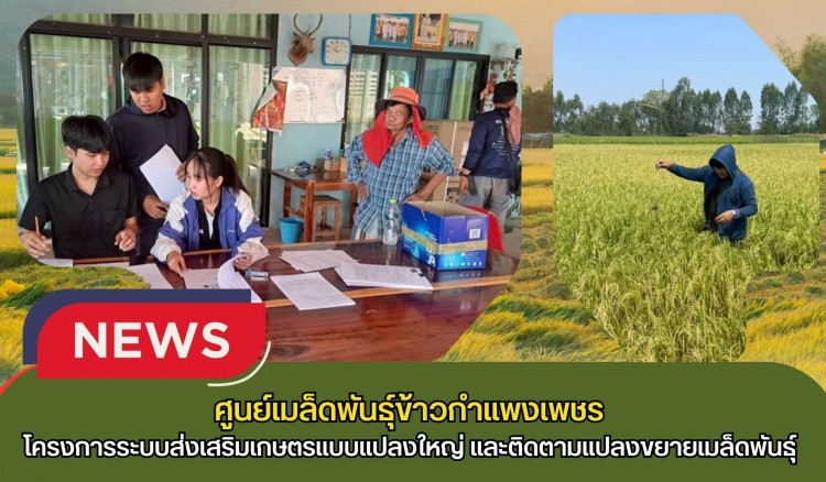 กำแพงเพชร-ศูนย์เมล็ดพันธุ์ข้าวกำแพงเพชร โครงการระบบส่งเสริมเกษตรแบบแปลงใหญ่ ปี 2569 และติดตามแปลงขยายเมล็ดพันธุ์ ฤดูแล้ง