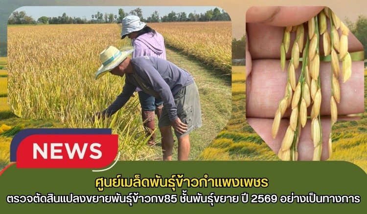 กำแพงเพชร-ศูนย์เมล็ดพันธุ์ข้าวกำแพงเพชร ตรวจตัดสินแปลงขยายพันธุ์ข้าวกข85 ชั้นพันธุ์ขยาย ปี 2569 อย่างเป็นทางการ