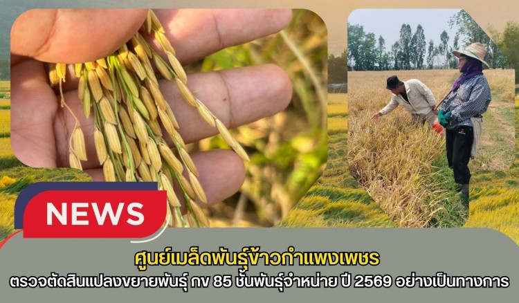 กำแพงเพชร-ศูนย์เมล็ดพันธุ์ข้าวกำแพงเพชร เข้าตรวจตัดสินแปลงขยายพันธุ์ กข 85 ชั้นพันธุ์จำหน่าย ปี 2569 อย่างเป็นทางการ