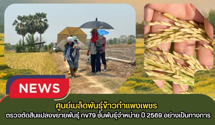 กำแพงเพชร-ศูนย์เมล็ดพันธุ์ข้าวกำแพงเพชร ตรวจตัดสินแปลงขยายพันธุ์ กข79 ชั้นพันธุ์จำหน่าย ปี 2569 อย่างเป็นทางการ