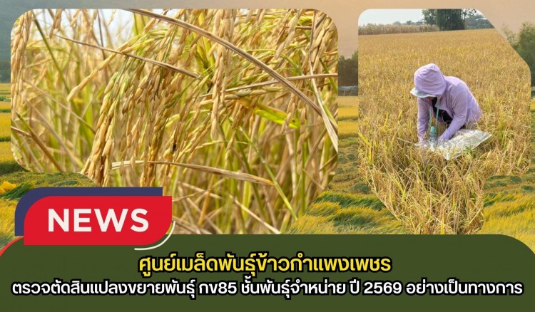 กำแพงเพชร-ศูนย์เมล็ดพันธุ์ข้าวกำแพงเพชร ตรวจตัดสินแปลงขยายพันธุ์ กข85 ชั้นพันธุ์จำหน่าย ปี 2569 อย่างเป็นทางการ
