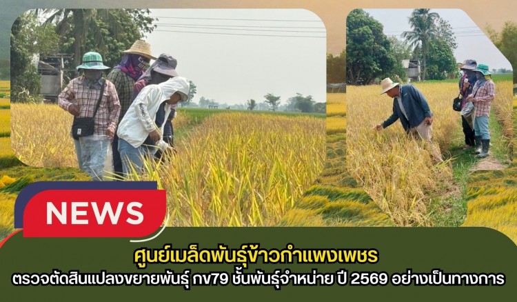กำแพงเพชร-ศูนย์เมล็ดพันธุ์ข้าวกำแพงเพชร ตรวจตัดสินแปลงขยายพันธุ์ กข79 ชั้นพันธุ์จำหน่าย ปี 2569 อย่างเป็นทางการ