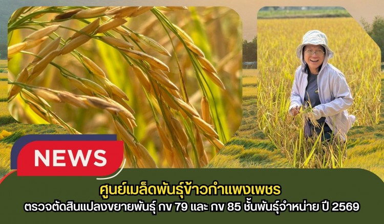 กำแพงเพชร-ศูนย์เมล็ดพันธุ์ข้าวกำแพงเพชร ตรวจตัดสินแปลงขยายพันธุ์ กข 79 และ กข 85 ชั้นพันธุ์จำหน่าย ปี 2569