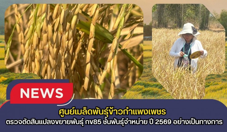 กำแพงเพชร-ศูนย์เมล็ดพันธุ์ข้าวกำแพงเพชร ตรวจตัดสินแปลงขยายพันธุ์ กข85 ชั้นพันธุ์จำหน่าย ปี 2569 อย่างเป็นทางการ