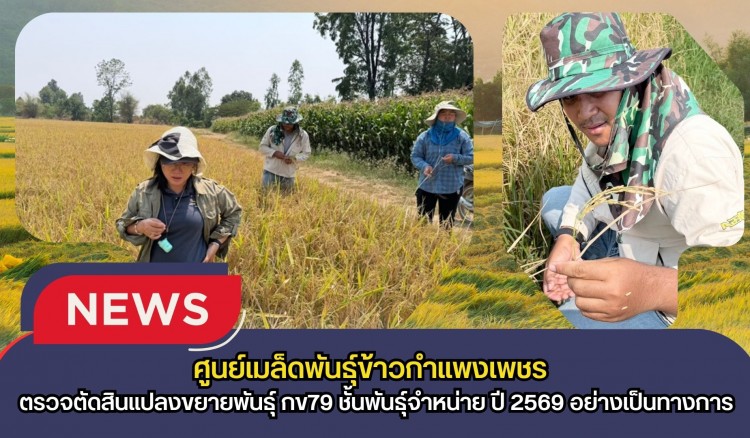 กำแพงเพชร-ศูนย์เมล็ดพันธุ์ข้าวกำแพงเพชร ตรวจตัดสินแปลงขยายพันธุ์ กข79 ชั้นพันธุ์จำหน่าย ปี 2569 อย่างเป็นทางการ