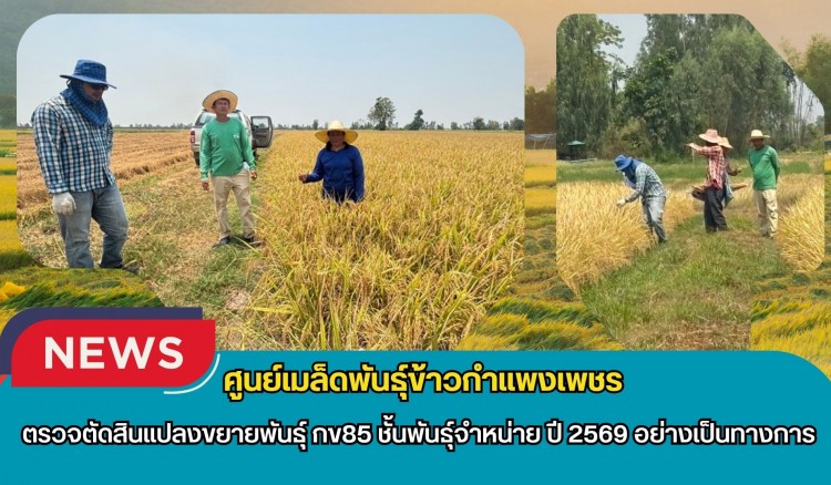 กำแพงเพชร-ศูนย์เมล็ดพันธุ์ข้าวกำแพงเพชร ตรวจตัดสินแปลงขยายพันธุ์ กข85 ชั้นพันธุ์จำหน่าย ปี 2569 อย่างเป็นทางการ