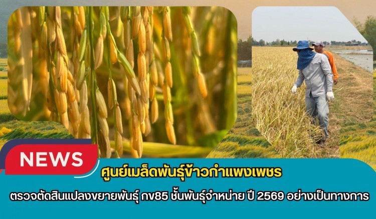 กำแพงเพชร-ศูนย์เมล็ดพันธุ์ข้าวกำแพงเพชร ตรวจตัดสินแปลงขยายพันธุ์ กข85 ชั้นพันธุ์จำหน่าย ปี 2569 อย่างเป็นทางการ