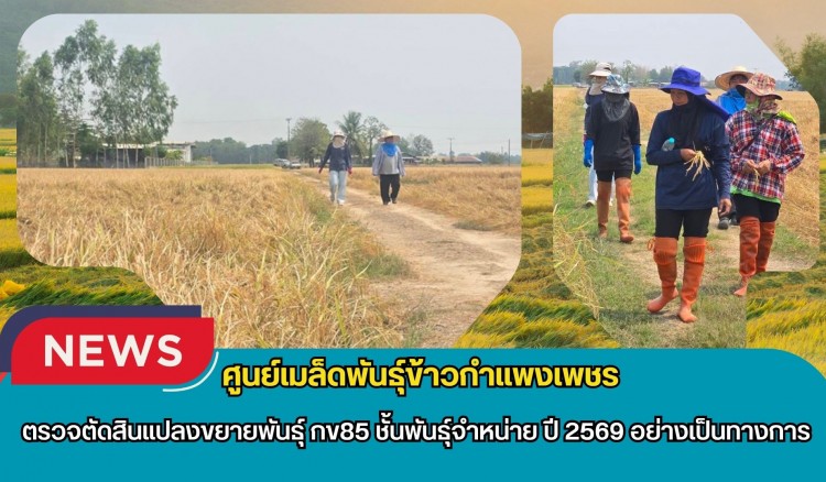 กำแพงเพชร-ศูนย์เมล็ดพันธุ์ข้าวกำแพงเพชร ตรวจตัดสินแปลงขยายพันธุ์ กข85 ชั้นพันธุ์จำหน่าย ปี 2569 อย่างเป็นทางการ