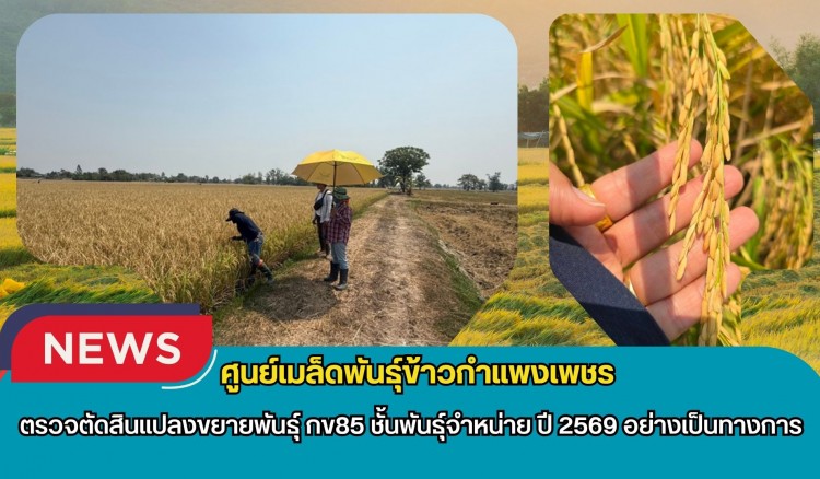 กำแพงเพชร-ศูนย์เมล็ดพันธุ์ข้าวกำแพงเพชร ตรวจตัดสินแปลงขยายพันธุ์ กข85 ชั้นพันธุ์จำหน่าย ปี 2569 อย่างเป็นทางการ