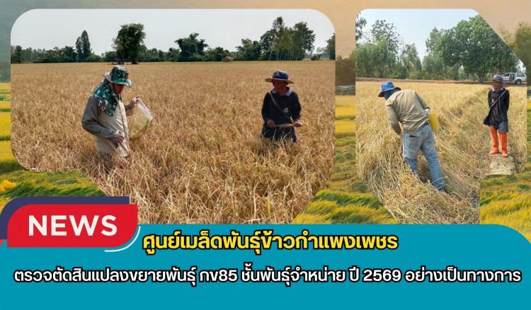 กำแพงเพชร-ศูนย์เมล็ดพันธุ์ข้าวกำแพงเพชร ตรวจตัดสินแปลงขยายพันธุ์ กข85 ชั้นพันธุ์จำหน่าย ปี 2569 อย่างเป็นทางการ