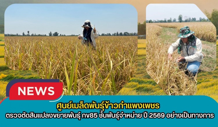 กำแพงเพชร-ศูนย์เมล็ดพันธุ์ข้าวกำแพงเพชร ตรวจตัดสินแปลงขยายพันธุ์ กข85 ชั้นพันธุ์จำหน่าย ปี 2569 อย่างเป็นทางการ