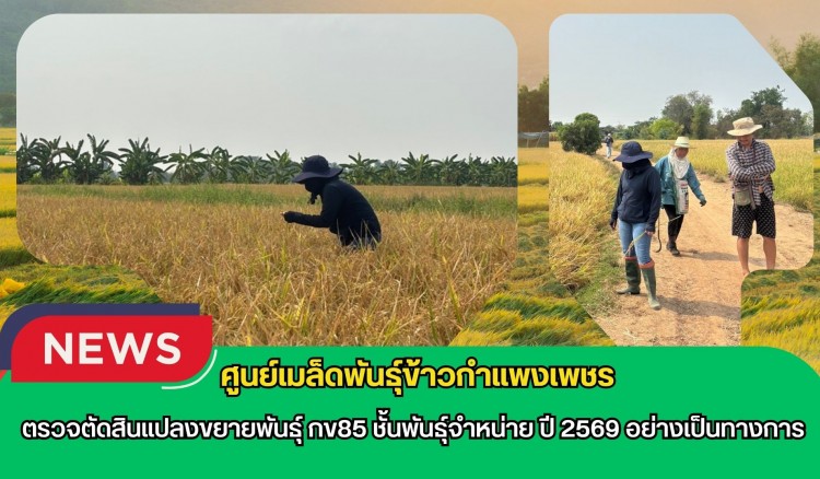 กำแพงเพชร-ศูนย์เมล็ดพันธุ์ข้าวกำแพงเพชร ตรวจตัดสินแปลงขยายพันธุ์ กข85 ชั้นพันธุ์จำหน่าย ปี 2569 อย่างเป็นทางการ